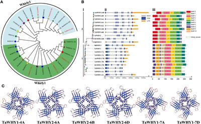 Identification of Whirly transcription factors in Triticeae species and functional analysis of TaWHY1-7D in response to osmotic stress